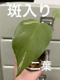 2026年最新】モンステラ オーレアの人気アイテム - メルカリ