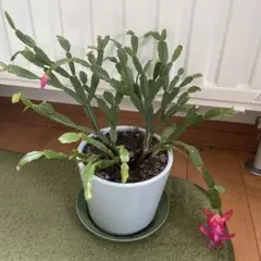 カニバサボテンカット苗のサムネイル