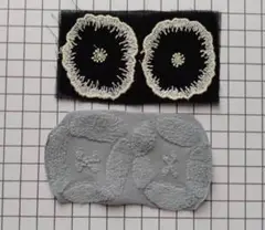 minaperhonen☆jelly flower　レア! dear