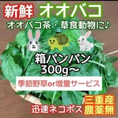 플랜타고 프레시 박스 브레드 300g+ 엑스트라 or 와일드 그래스 서비스 ♪ 토끼, 거북이 등