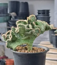 輸入苗 opuntia lagunae オプンチア サボテン 多肉植物 輸入苗 opuntia lagunae オプンチア サボテン 多肉植物