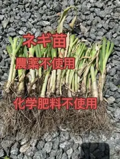 ネギ苗20芽のサムネイル