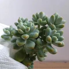 2025年最新】カット苗 多肉の人気アイテム - メルカリ