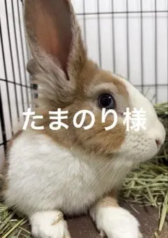 2466 たまのり様 リクエスト 3点 まとめ商品