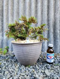 送料無料】20年物 岩松 イワヒバ 岩ヒバ 盆栽 山野草 高山植物 570