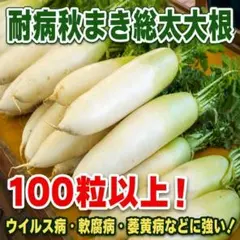 耐病秋まき総太大根 種 100粒！ だいこん ダイコンのサムネイル