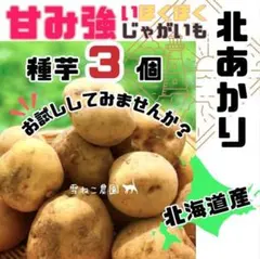 Miyuki様 リクエスト 3点 まとめ商品（インカ３×アンデス２×北あかり３）