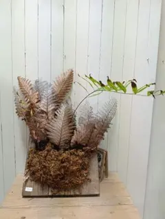 2025年最新】ドリナリア リギデュラの人気アイテム - メルカリ