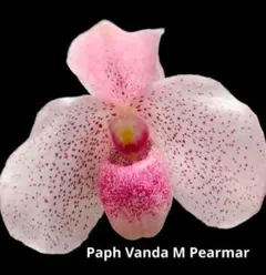 2026年最新】Paph.の人気アイテム - メルカリ