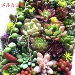 多肉植物♡韓国苗　センペル詰め合せ♡セダムカット苗セット♡メルカリ便