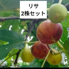 イチジクの苗　リサ　2株セット　送料込み　即購入可のサムネイル