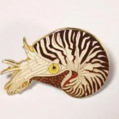 2026年最新】オウムガイの殻の人気アイテム - メルカリ