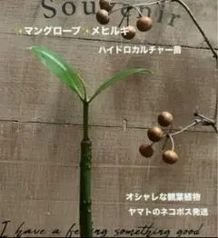 2025年最新】マングローブ 苗の人気アイテム - メルカリ