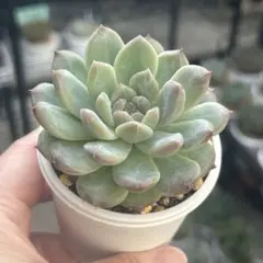 多肉植物 モーニングデュー 抜き苗 - メルカリ