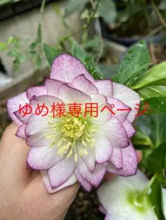 ゆめ様専用ページ