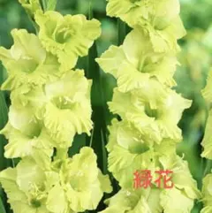 グリーン様 リクエスト 3点 まとめ商品