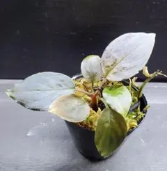 T.L様専用 Homalomena sp. 花緑青 銀葉細葉個体+エラトステマ - メルカリ