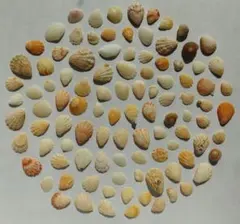 天然貝殻100個セット まとめ売り ハンドメイド素材 レジン工作【321】