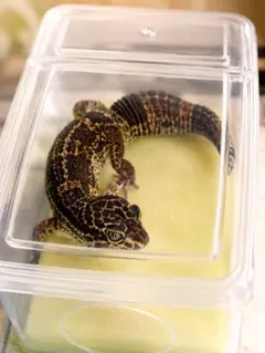 ウエットシェルター レオパ ニシアフ 爬虫類のサムネイル