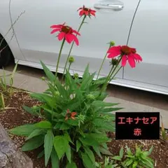エキナセア種赤1ピンク2ルドルベキア種1のサムネイル