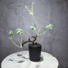ペラルゴニウム ミラビレ 現地株　開花目前のサムネイル