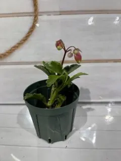 ふみふみ様 リクエスト 2点 まとめ商品