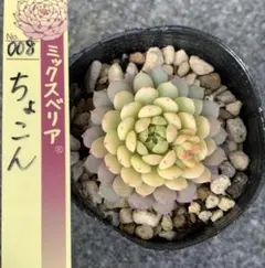 2026年最新】抜き苗の人気アイテム - メルカリ