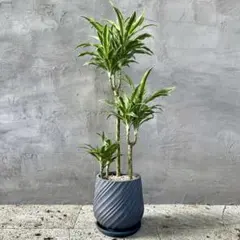 ドラセナ　サプライズ鉢ごと現品 ドラセナ・サプライズ | 日本ライン花木センター