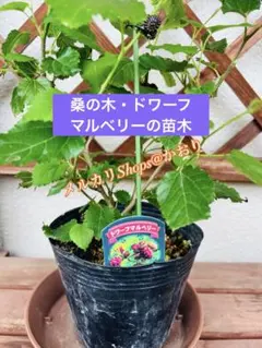 ③号苗ドワーフマルベリー挿し木苗1株矮性種 育てやすい桑の木甘い実が