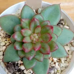 のんのん様 リクエスト 3点 まとめ商品　変更済みです