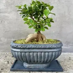 観葉植物 ガジュマル 多幸の木 盆栽 8号黒鉢 - メルカリ