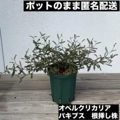 オペルクリカリア　パキプス　根挿し株のサムネイル