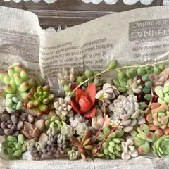 yoshi様 リクエスト 3点 まとめ商品