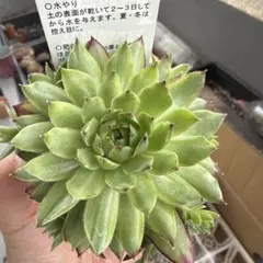 ゴールドダスト錦 センペルビウム 多肉植物 1苗 - メルカリ