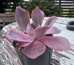 多肉植物 アフターグロー 大苗‼️　【抜き苗】のサムネイル