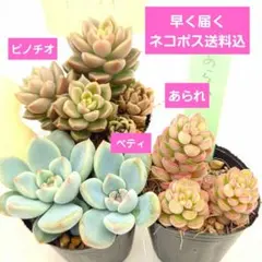❣️札つき 多肉植物 セダム つぶつぶ屋 ☆ざらめ☆ 抜き苗 - メルカリ