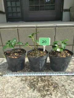 限定出品！お墓参りお仏壇飾りに！京都北山産シキビ樒シキミ挿木小苗3株セット✩