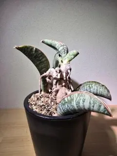 美株　希少　サンスベリアビューティークイーン　中株　レア　鉢ごとメルカリ便② 選抜美株 希少 サンスベリアビューティークイーン 中株 レア 鉢