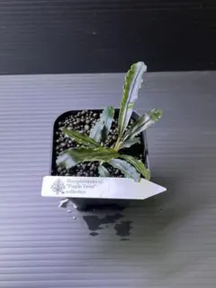 2026年最新】bucephalandra 水の国の人気アイテム - メルカリ