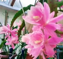 2025年最新】クジャクサボテンみなとまつりの人気アイテム - メルカリ