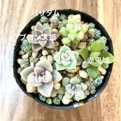 7種セット　多肉植物　抜き苗　カット苗