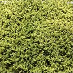 ◉発売再開☆完全品☆5個セット◎ハイゴケ6 年物◎造園☆厚約3長47幅32