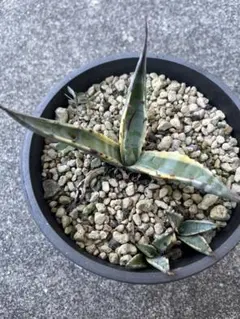 2025年最新】アガベスカブラ錦の人気アイテム - メルカリ