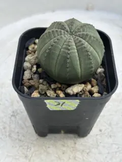 れももん様 リクエスト 2点 まとめ商品