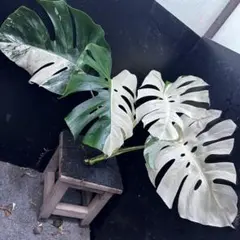 ホワイトモンステラ✨＆ハーフムーン✨親株の写真 ハーフムーン・モンステラ - 私のモンステラ