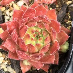 多肉植物 センペルビウム テクトラム ルージュ No.62【黄】 - メルカリ