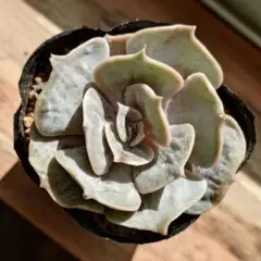 ❤️専用❤️リラシナ錦❤️抜き苗　　　　　　　　　　　　　　　　　週末セール♪ 2025年最新】リラシナ錦の人気アイテム - メルカリ