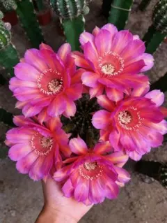 6-虹花 新品種花サボテン エキノプシス属 複色咲花10−12cm カキコ