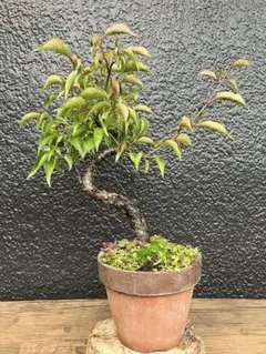 アメリカツタ さつきを古瓦に寄せ植え 古い植え付け 高さ28センチ