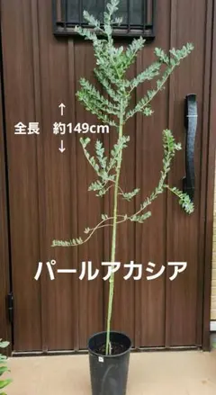 パールアカシア　苗木　ポット苗　ミモザ　庭木　植栽 アカシア パールアカシア 苗 販売 苗木部 By 花ひろばオンライン